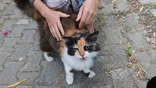 Pom Pom the cat meows and purrs loudly for food