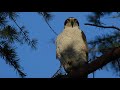 2019/3/15 オオタカ 羽繕い NorthernGoshawk Grooming