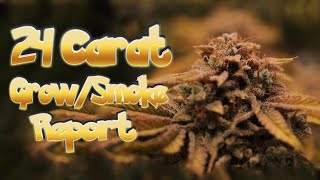 24 Carat Grow and Smoke Report #MephistoGenetics #Mephhead