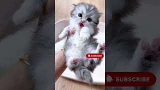 do you love cats ... check this little kittens #catbehavior #catcare #cat #cats #funny #funnycats