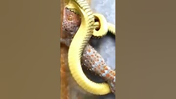 Trận đánh ác liệt giữa tắc kè và rắn lục #shorts