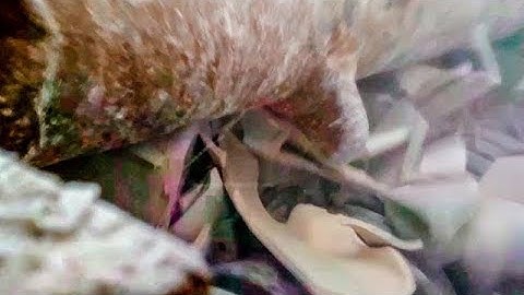 Sanitaryware recycling plant - VERDÉS Primary CRUSHER