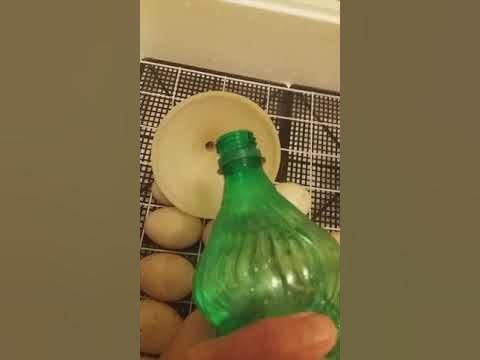 Инкубатор золушка 28 яиц. Инкубатор автоматический wq-24. Инкубатор автоматический wq 96. Инкубатор сититек 112. Инкубатор из коробки.