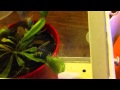 Venusflytrap eats huge horsefly