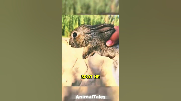 This Rabbit Kept Falling In The Drain… Until He Found A Friend 🐇❤️