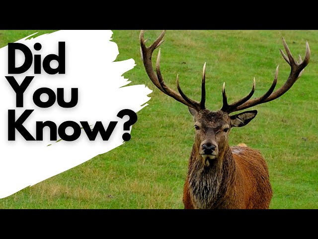 Things you to know DEER - YouTube