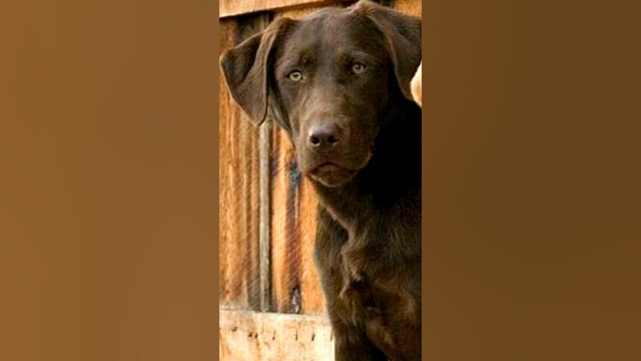labrador-dog-price-in-india-2024-youtube