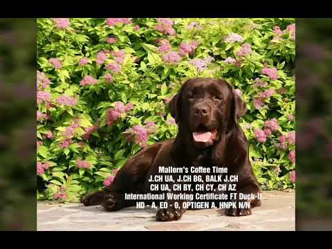 Лабрадор ретривер. Щенки шоколадного окраса! / Puppy chocolate labrador retriever for sale!