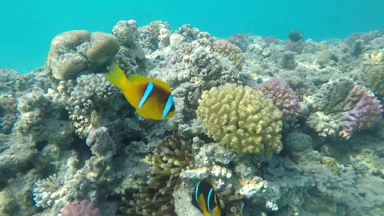 Finding Nemo n Reciful De Corali Prima Life Makadi Bay Hurghada 