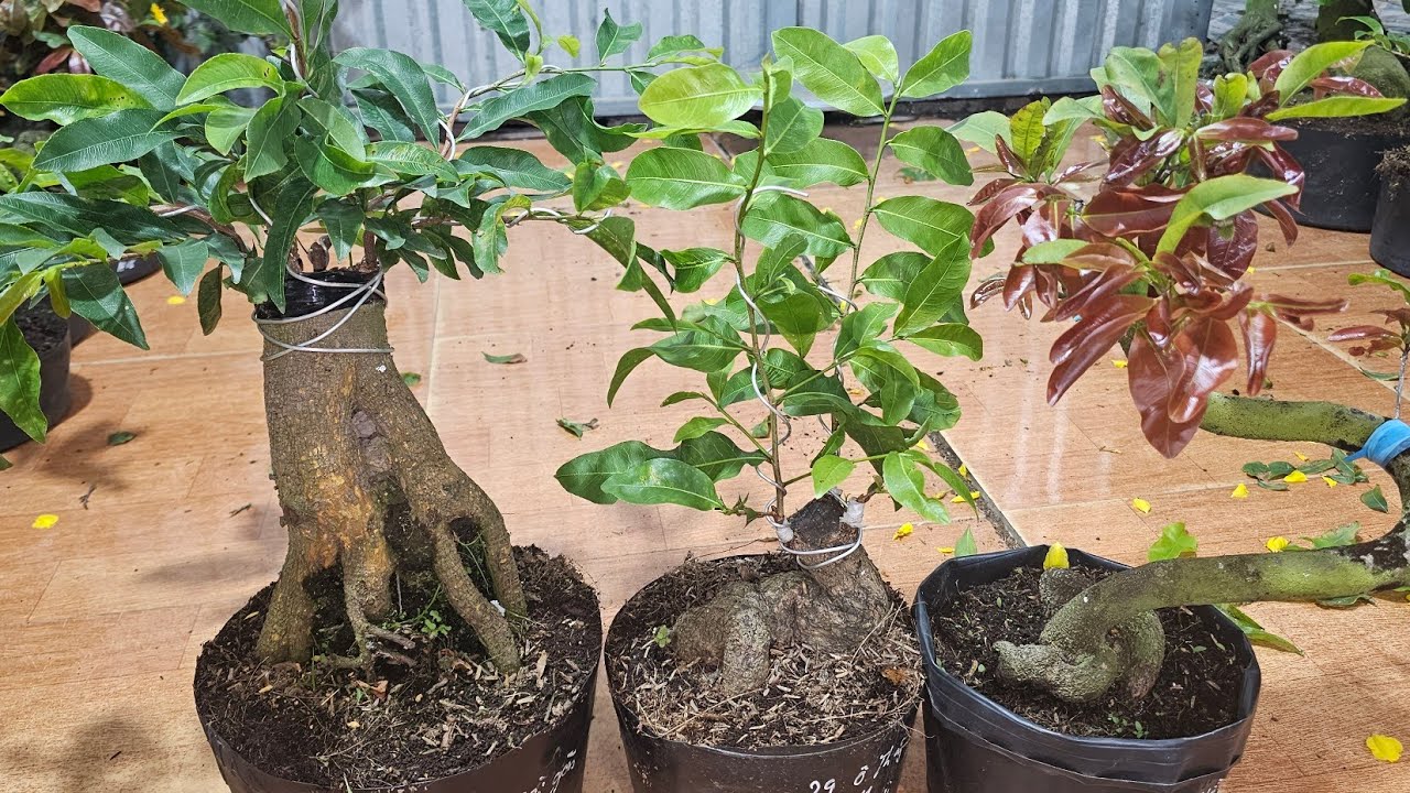 (DẠ CÒN 11,15,16,17,19) 🥰 CHIỀU 9/3🥰0368.79.79.89🥰20 MÃ  SỐ MAI MINI  GIÁ RẺ 