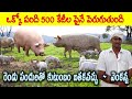 సీమ పందుల పెంపకంతో అధిక ఆదాయం | Pig Farming | Pork Farming | AgriTech Telugu