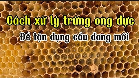 Hướng dẫn xử lý ong đực hiệu quả nhất,chia sẻ kỹ thuật nuôi ong trực tiếp