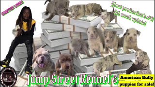 5 week old Merle American bully puppies for sale in Illinois & Indian now accepting deposits!