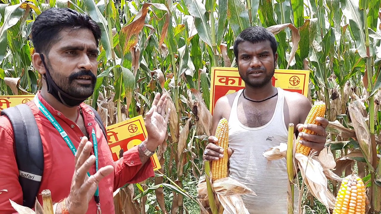 Kaveri seed company ltd