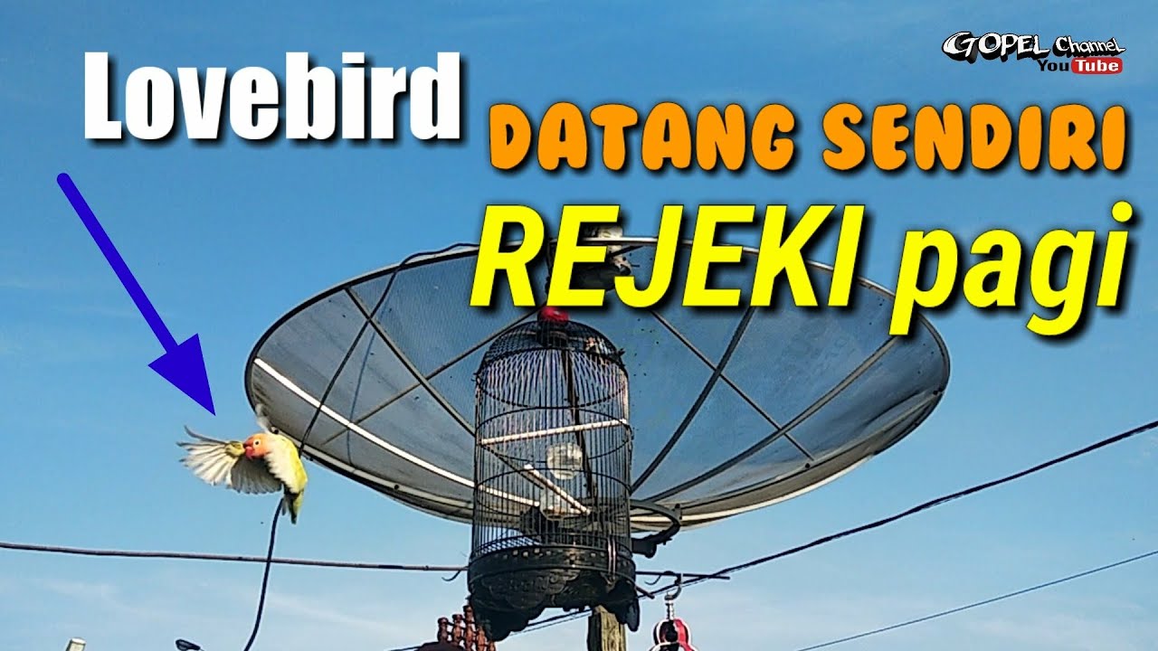 Cara menangkap Burung Lovebird.Ada tamu tak di undang. 