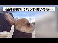 保育参観でうわうわ鳴いてしまった結果…【うわうわ犬】