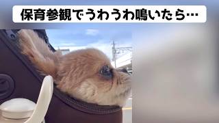保育参観でうわうわ鳴いてしまった結果…【うわうわ犬】
