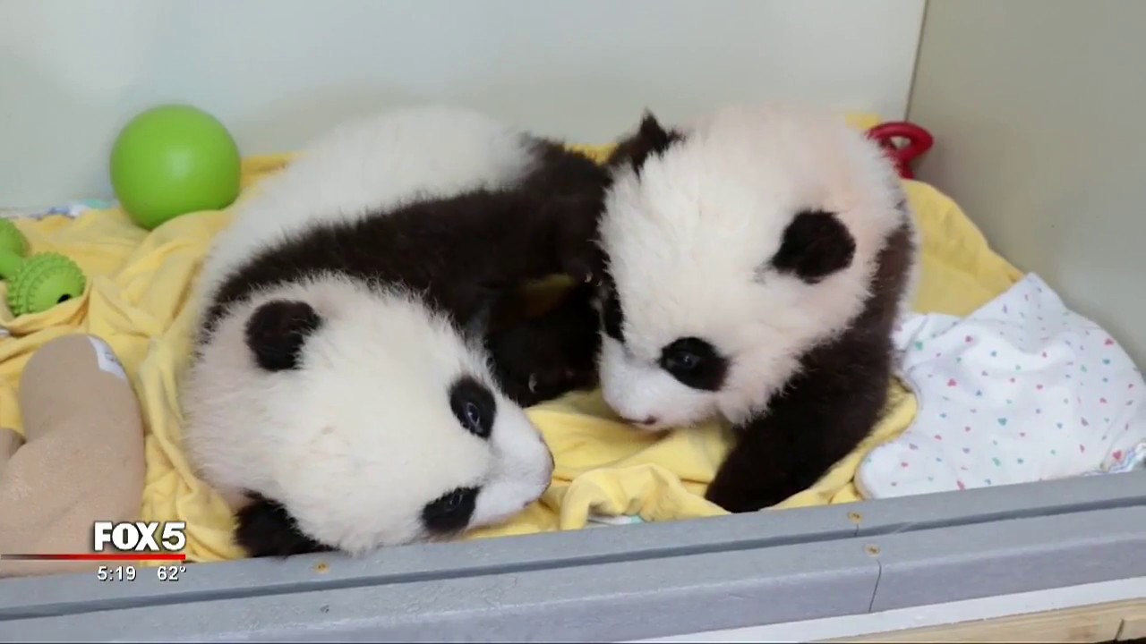 Zoo Atlanta's twin pandas' names revealed - YouTube