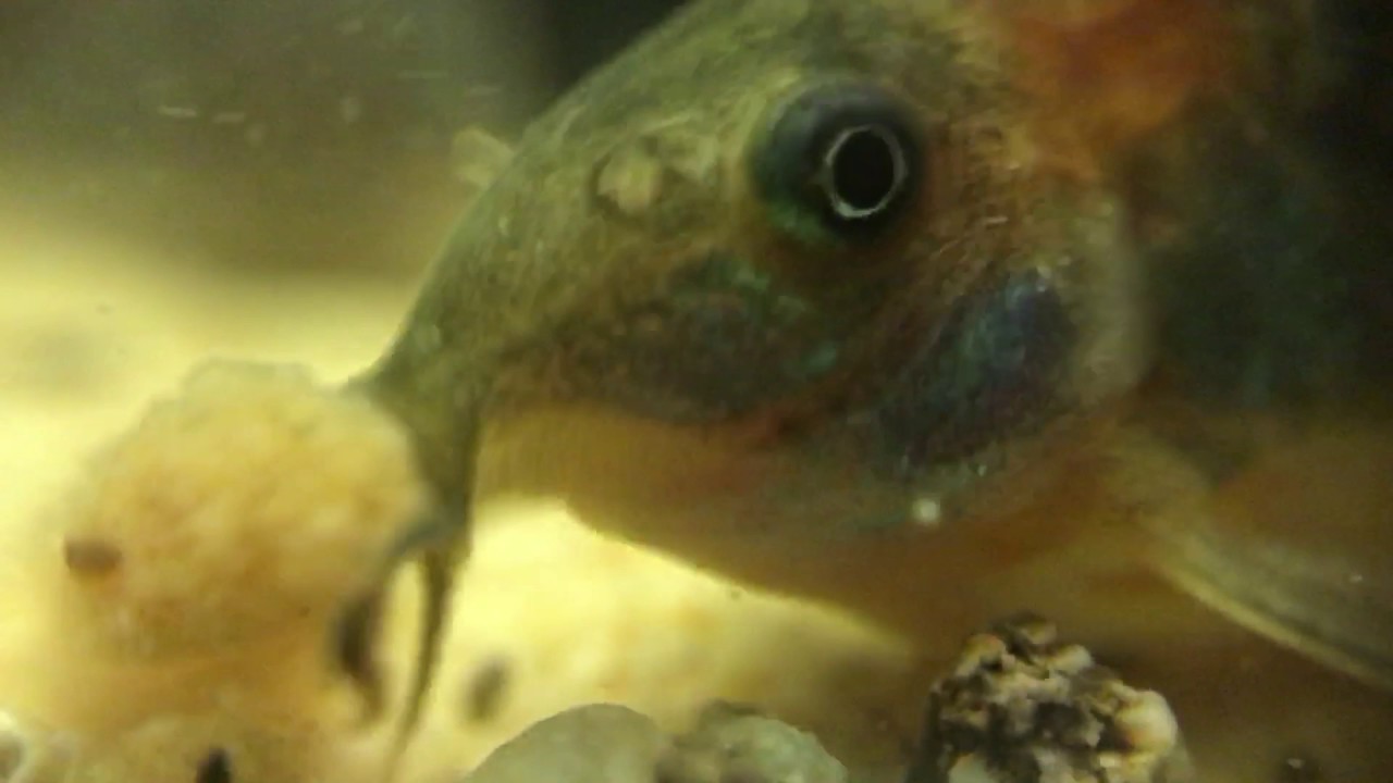 Close up of Corydoras eating Repashy YouTube