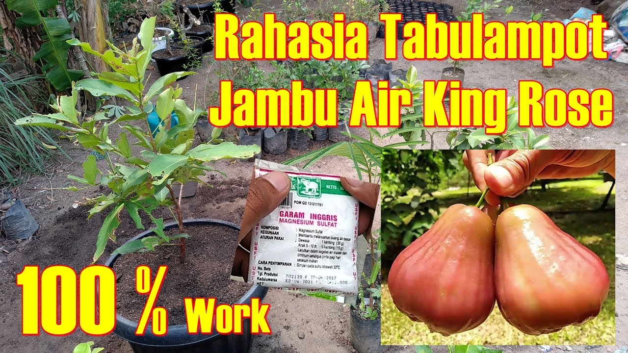 Cara Menanam Jambu Air King Rose Dalam Pot Full HD