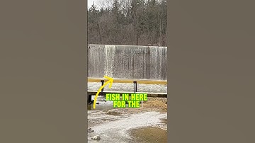 Fish HERE For The BIGGEST Catfish Ever! #shorts #fishing #catfish #catfishing