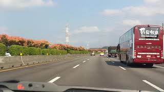 從車內看新竹~北國風情 台灣欒樹盛開