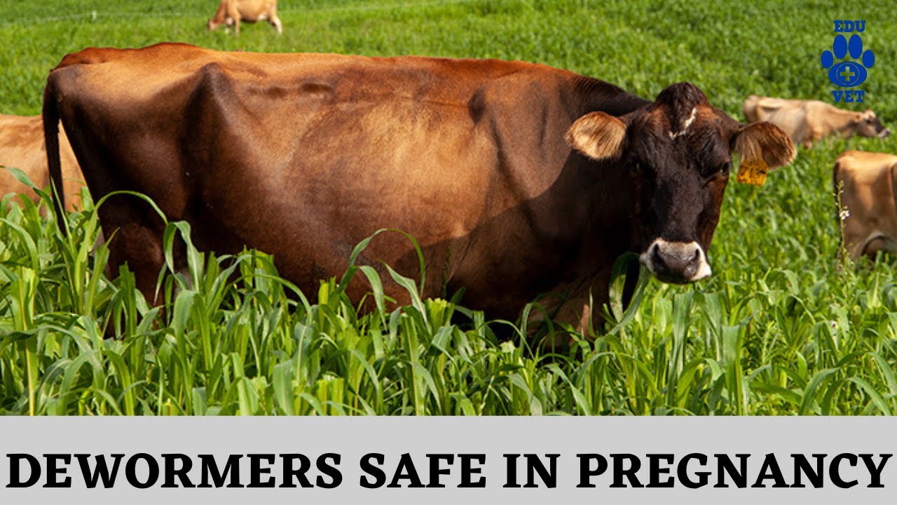 Deworming Drugs in Pregnancy YouTube