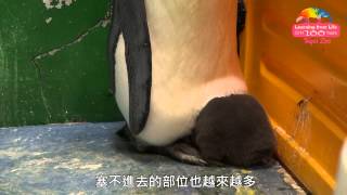 Download lagu 國王企鵝旋風式成長 爸媽避風港回不去了 One month Old King Penguin Chick Growing Bigger 國王企鵝旋風式成長 爸媽避風港回不去了 One month Old King Penguin Chick Growing Bigger