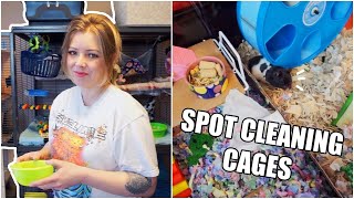 Spot Cleaning My Animal Cages! | Pet Rats & Hamster