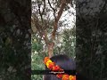العجايب سبع وانت