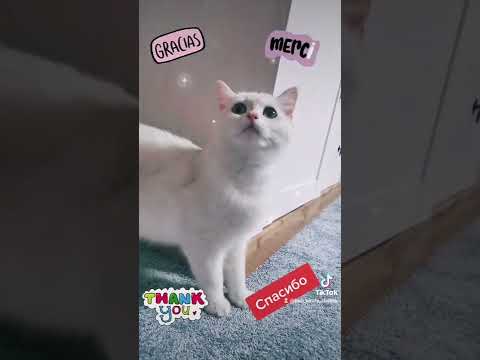 Video: Ringworm bei Katzen