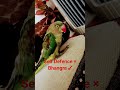 Self Defence × Bhangra ✓ # subscribe #comedy #parrot