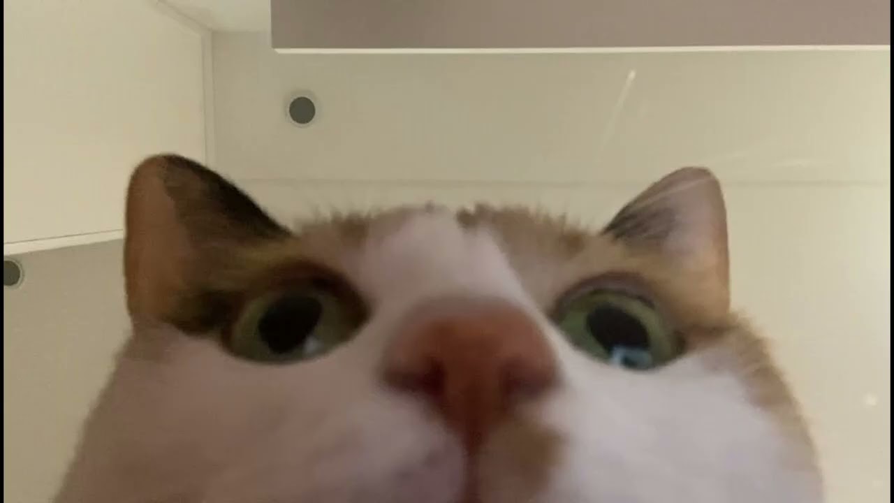 Monitoring (モニタリング) - Deco*27 [Cover by Naju]