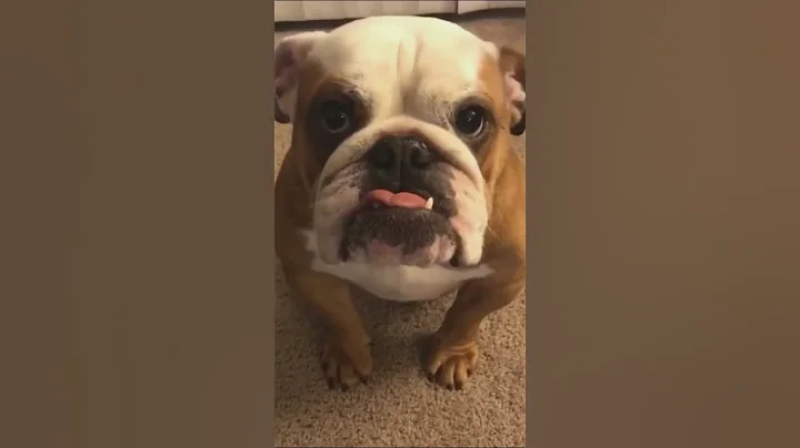 Funny dog #fouryou #funny #fouryourpag #happy #cute #pets #puppy #dog