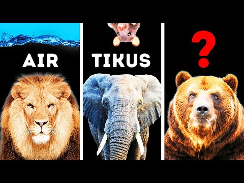 Video: 10 Alasan Teratas untuk Tidak Takut Terhadap Tikus!