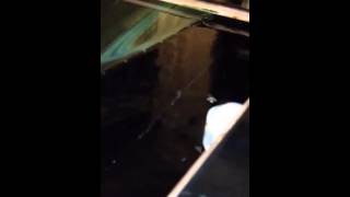 BeanAnimal Overflow system demo on 75 gallon aquarium.