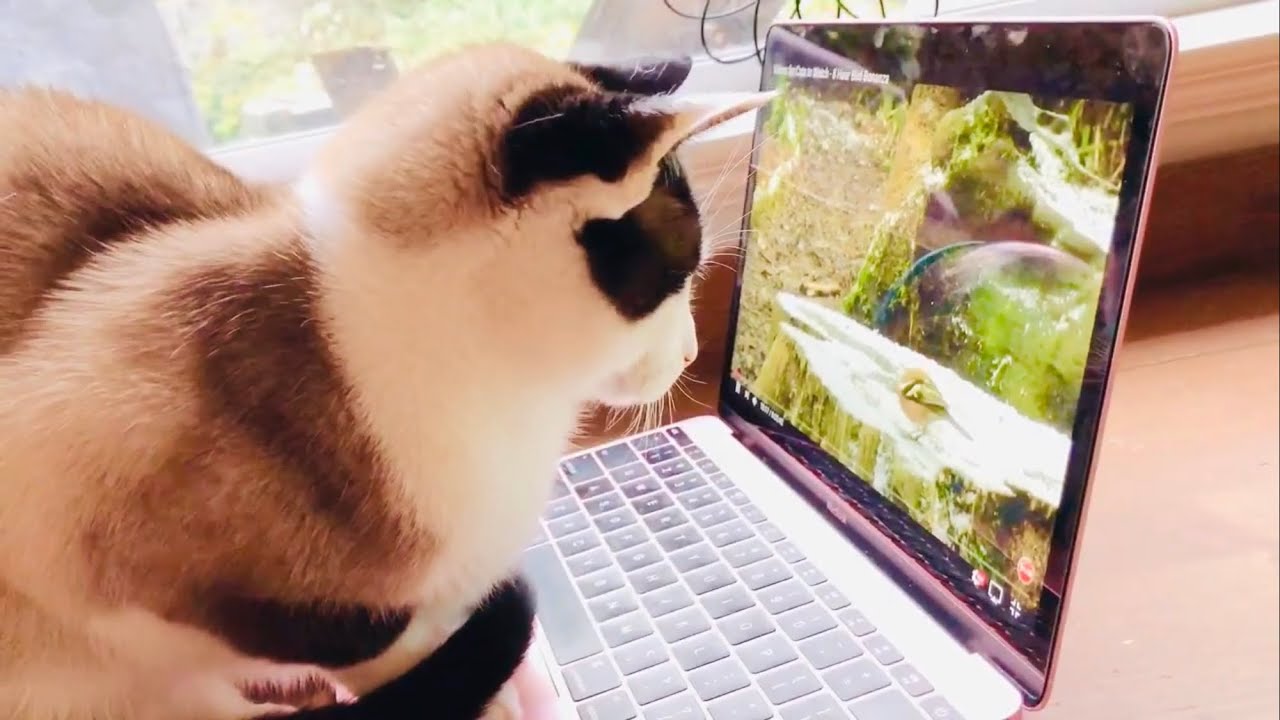 FUNNY CAT Watching Birds and Squirrels on Computer - YouTube