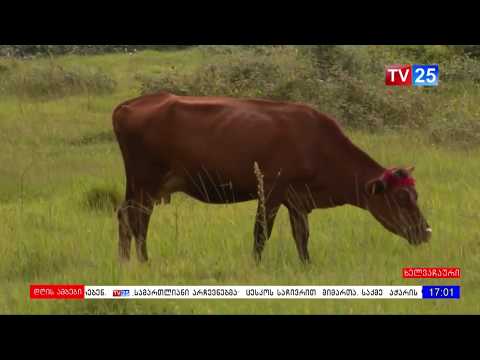 ჯილეხის შემთხვევა ლაბორატორიულად დადასტურდა