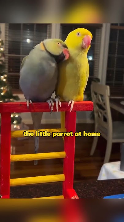 how-do-pets-at-home-react-when-they-want-to-fall-in-love