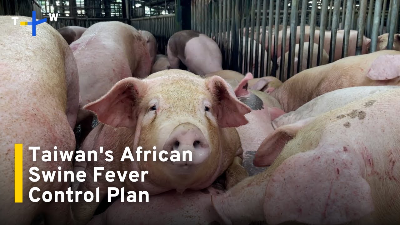 Taiwan Extends Ban on Pork Transport and Slaughter｜TaiwanPlus News