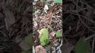 kejar durian jatuh tergokil😂