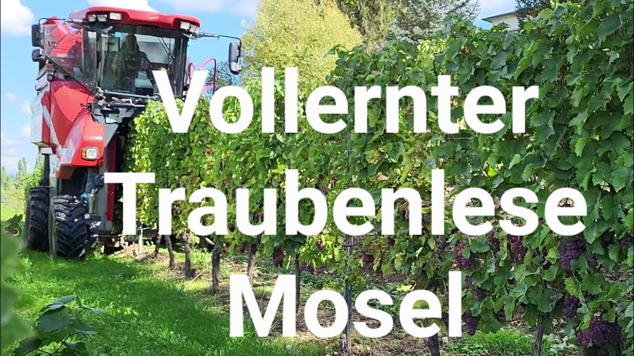 Vollernter | Weinernte Mosel