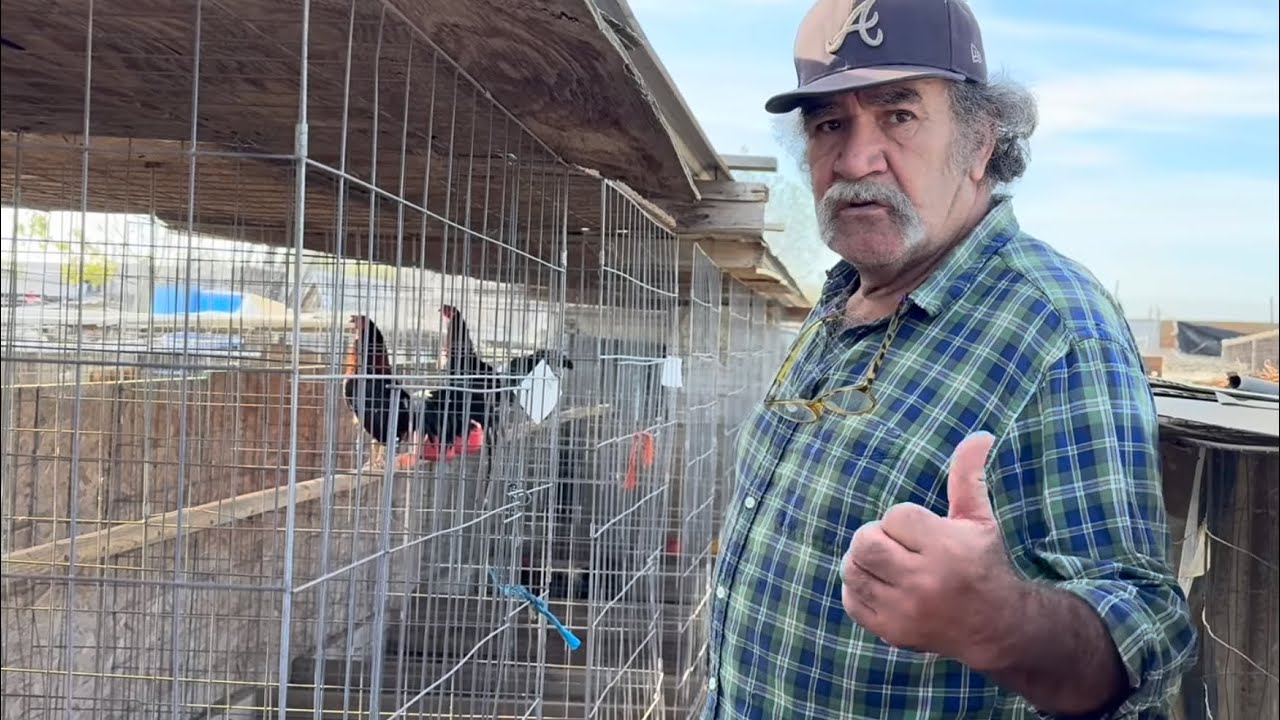 LA VIDA DE UN GALLERO EL AMIGO ES FELIZ AQUI CON SUS GALLOS @taquerialabonita9859 