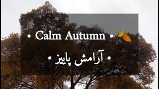Falling Autumn Leaves 🍂 | 4 Minutes of Calm Forest Ambience &amp; Soft Musicبرگ‌ریزان پاییزی