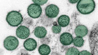 What is the Hantavirus?
