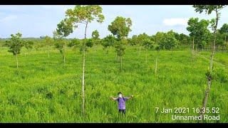 Penanaman Padi Hibrida Mapan 05 di Lahan Ladang atau Gogo (2019-2020)
