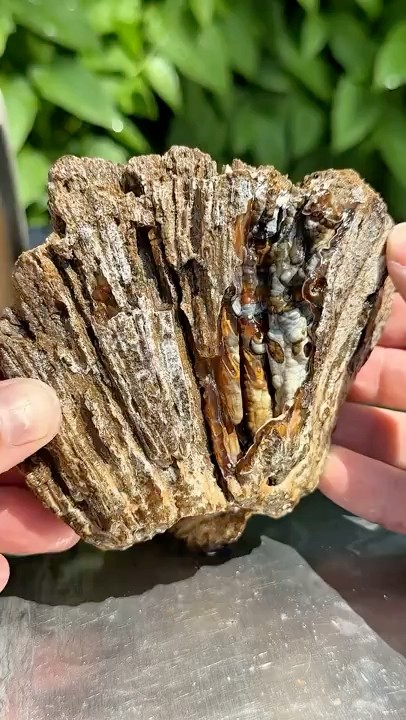 Ancient Rainbow Coral Head 🪸🌈 #crystals #minerals