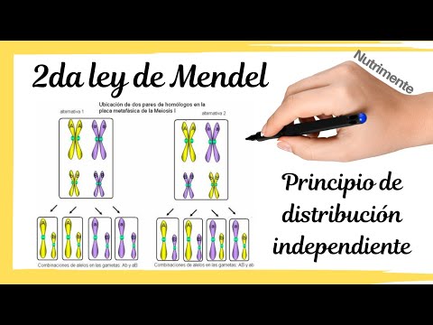 Video: ¿En qué etapa de la meiosis ocurre el surtido independiente?