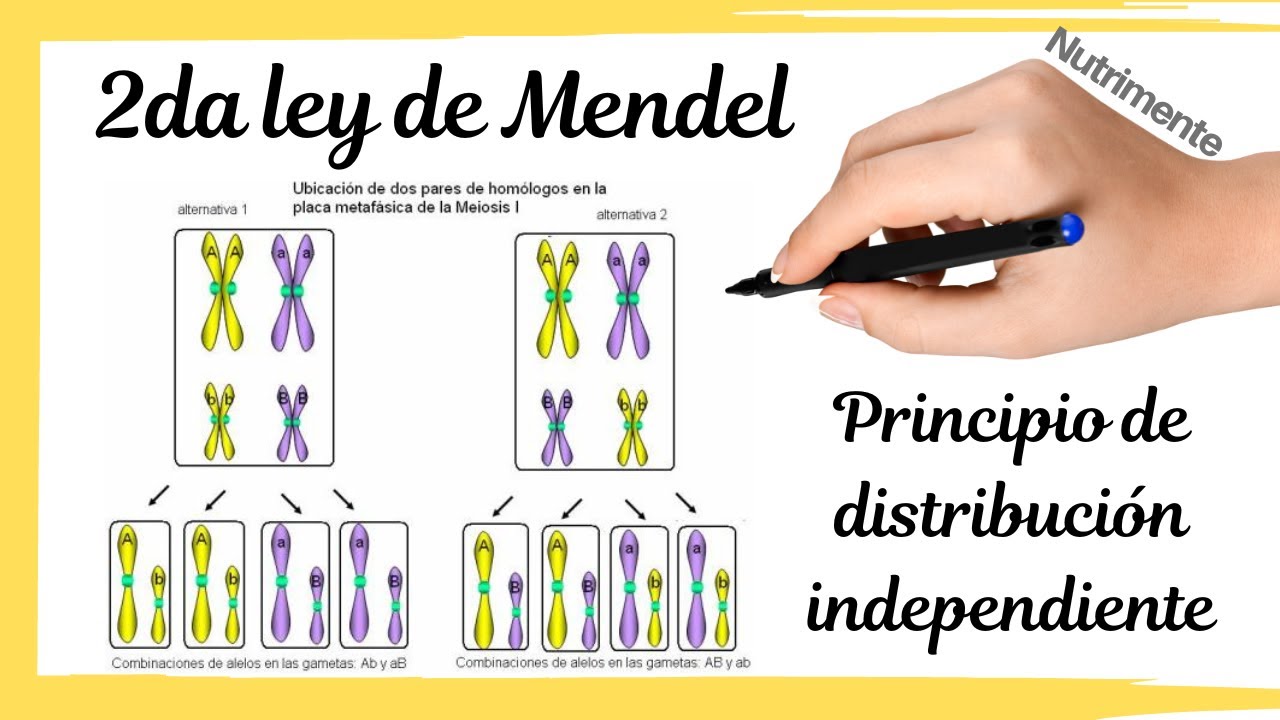 SEGUNDA LEY de MENDEL [El principio de distribución independiente] - YouTube