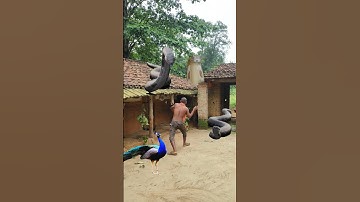 Unbelievable! Man vs Giant Cobra 😱 | VFX Creation #youtubeshorts #snake #vfx #funny #animation